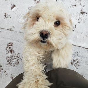 Meet your Posher, Laurine